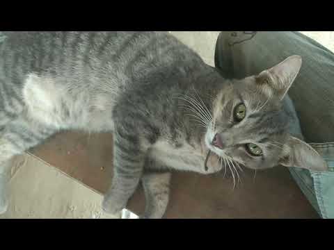 Ayam dan kucing