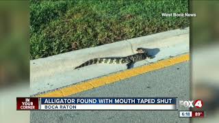 Alligator found with mouth tapped shut in Boca Raton