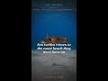 Sea turtles return to the exact beach they were born on #Shorts