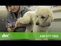 PurrFurred Pet Styling Mobile Grooming - West Chicago Suburbs PurrFurred Pet Styling Mobile Grooming - West Chicago Suburbs
