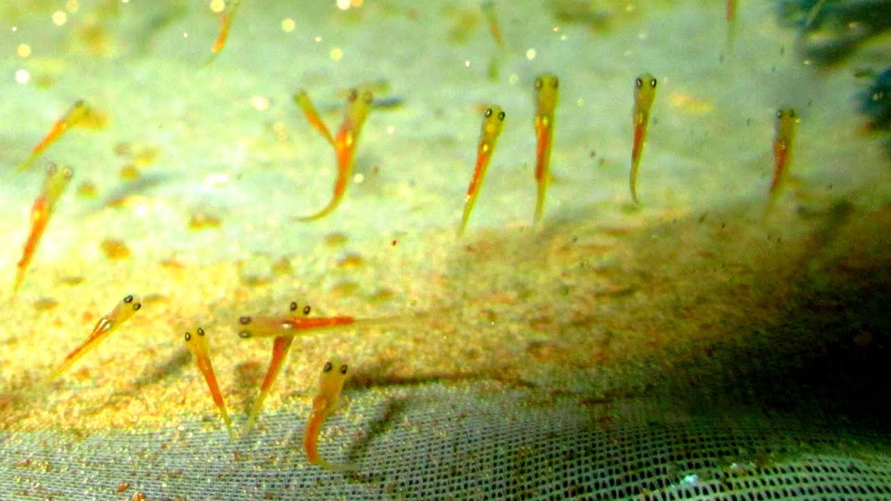 Newly Hatched Koi Fish Fry Newly Hatched Feeding Baby Koi Brine