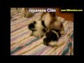 Japanese Chin, Puppies For Sale, In, Bellevue, Washington, WA, Yakima, Kitsap, Thurston, Clark, Spok Japanese Chin, Puppies For Sale, In, Bellevue, Washington, WA, Yakima, Kitsap, Thurston, Clark, Spok