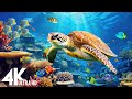 Under Red Sea 4K - Beautiful Coral Reef Fish in Aquarium, Sea Animals for Relaxation - 4K Video #33