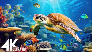 Under Red Sea 4K  Beautiful Coral Reef Fish in Aquarium, Sea Animals for Relaxation  4K Video #33