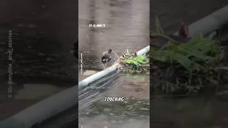 A Touching Gift From A Moorhen
