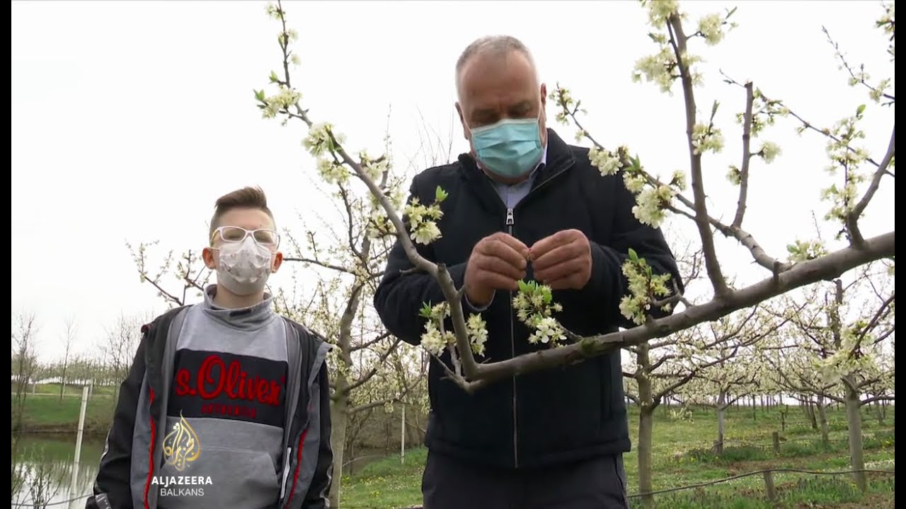 يتسبب الصقيع في معاناة مزارعي الفاكهة في البوسنة والهرسك