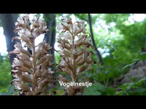 Video: Soorten En Variëteiten Orchideeën