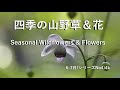 四季の山野草&花2025(シリーズNo4)4kSeasonal Wildflowers & Flowers #山野草#花