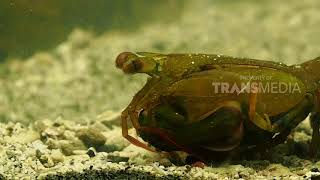 SI OTAN | TANGAN BESI SI UDANG PETINJU (30/01/19) PART 2