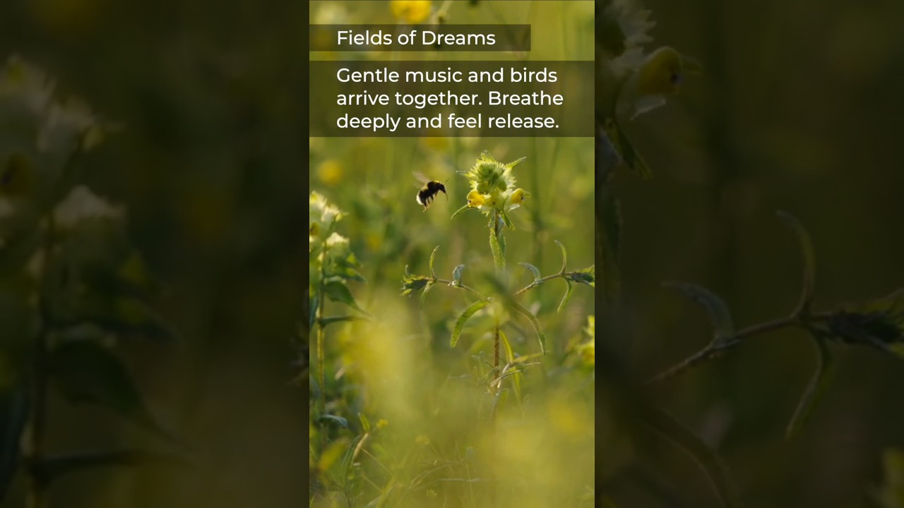 Узнайте, почему эти цветы так расслабляют!