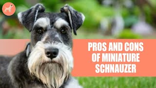 Miniature Schnauzer: Pros and Cons Of This stocky little dogs