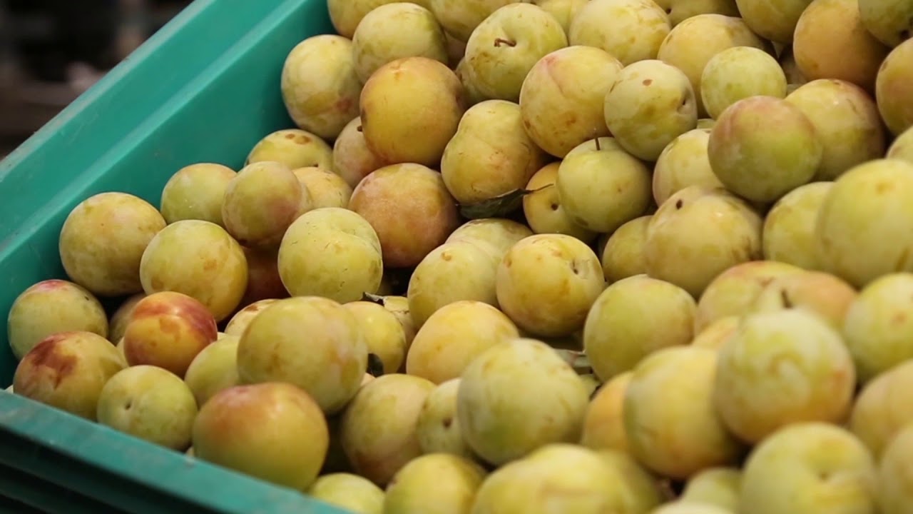 Giaccio Frutta azienda