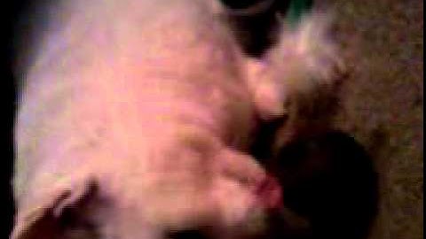 Duchess & her compressed catnip ball