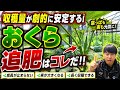 【オクラ栽培】追肥のタイミングと量を間違えると収穫激減!!プロが教える正しい追肥術はコレです!!