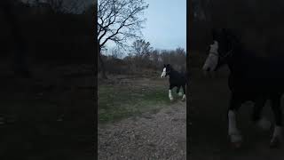 Жеребец Великий на вечерней пробежке  #horse #animals #stallion #love #топ