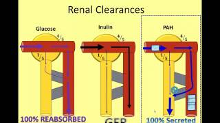 The Nephron in Numbers: A Video of Renal Clearance