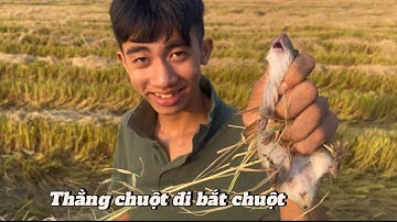 Sinh Tồn Mùa Lúa Chín | Bắt Chuột Đồng | Bình Pò Vlog