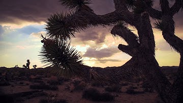 The Wonderment of Joshua Tree Time Lapse