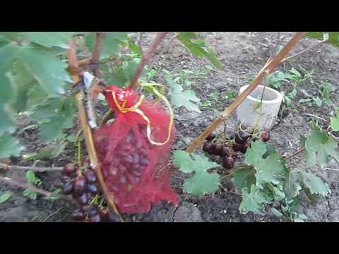 ГФ Киш мишь Спокуса,Олимп,Полонез (Калугин В.М., Пысанка Г.И.), на 7 августа 2019 г.