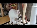 See how bunny mofu prepares for an afternoon nap! #うさぎ #かわいい #可愛い #ふわふわ #cute #rabbit #ペット #bunny 