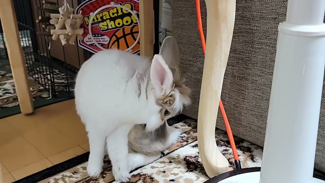 See how bunny mofu prepares for an afternoon nap! #うさぎ #かわいい #可愛い #ふわふわ #cute #rabbit #ペット #bunny 
