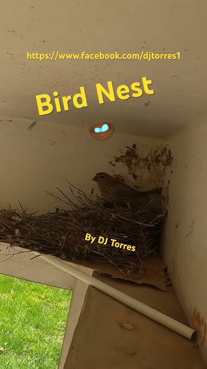 bird-nest-on-porch-bird-nesting-on-our-property-birds-birdnest