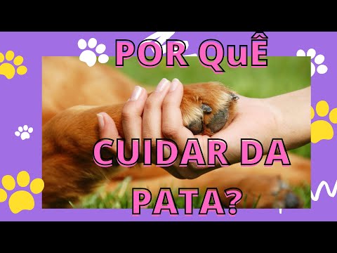 Vídeo: 7 Dicas Para Cuidar Do Seu Animal De Estimação Neste Inverno