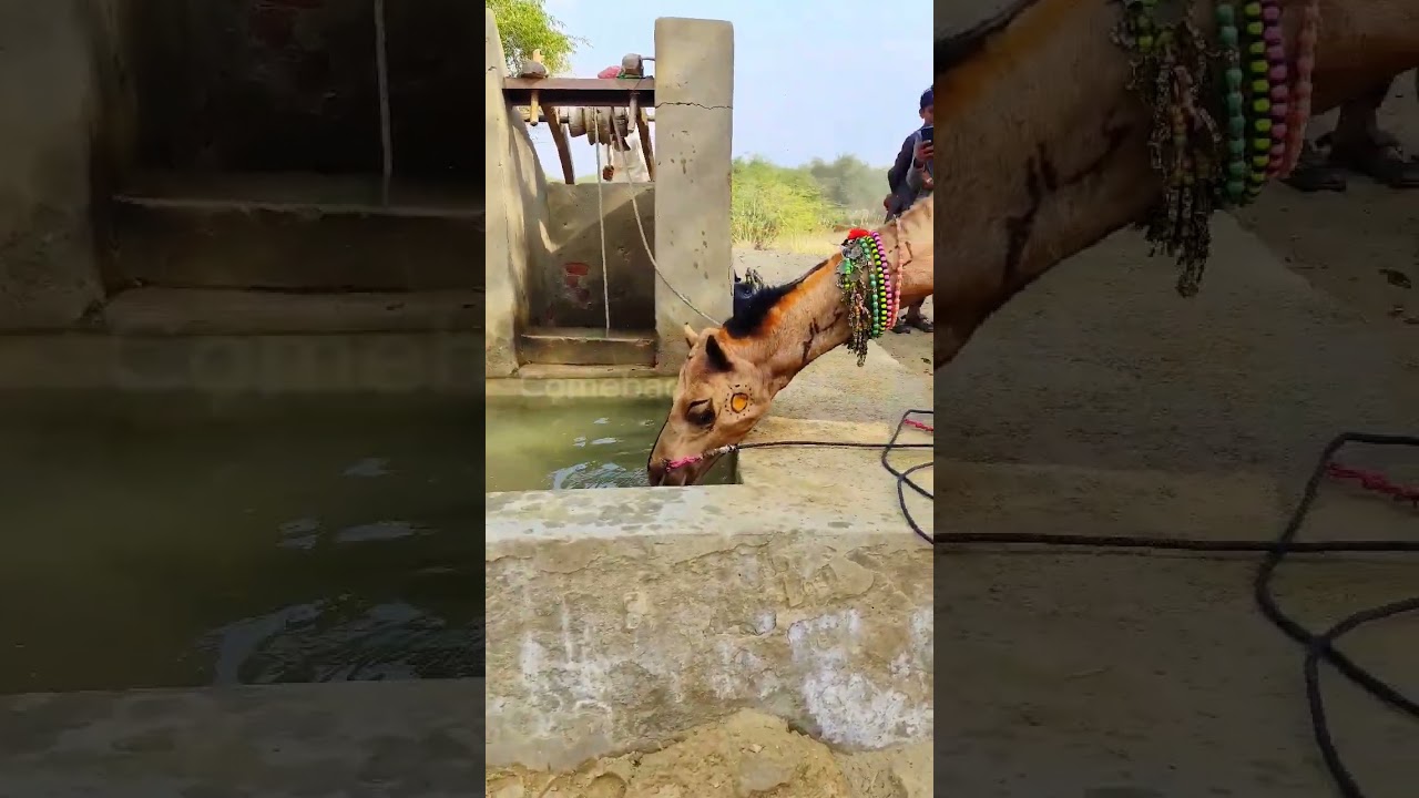 How much a Camel drink water?