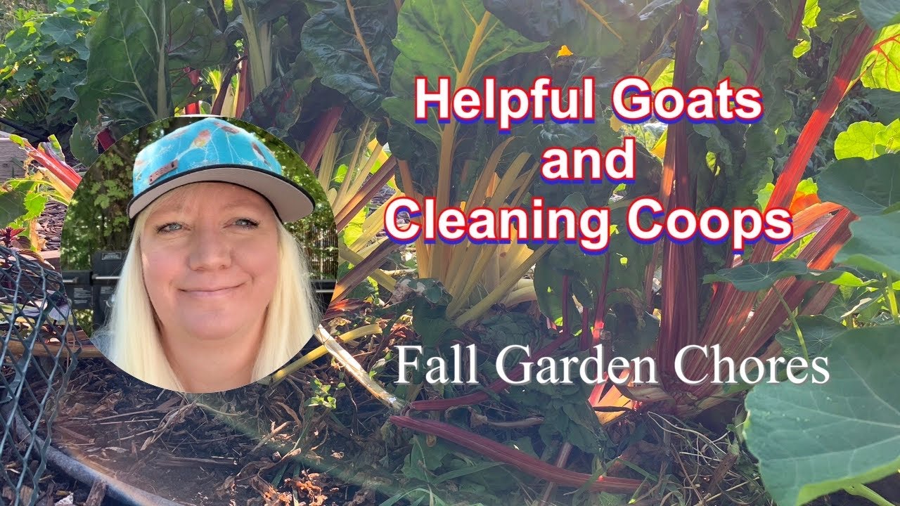 Helpful Goats and Cleaning Coops Chicken Mites in the Coop 😷 YouTube