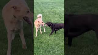 GOOD BOYS EXCITED TO JUMP AROUND!