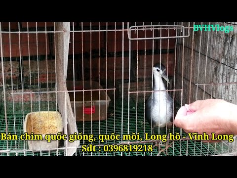 Video Bán chim quốc giống , quốc mồi , quốc con , quốc kiểng... - youtube
