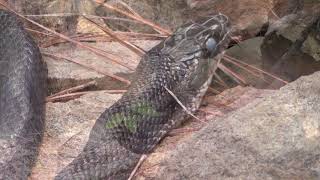 Black Rat Snake w/ Cloudy Eye Caps — Pre-Skin Shedding