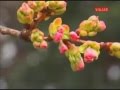 Seikima II (聖飢魔II) Sakura chiite sakura saiite sub espa&ntilde;ol . (サクラちってサクラ咲いて)
