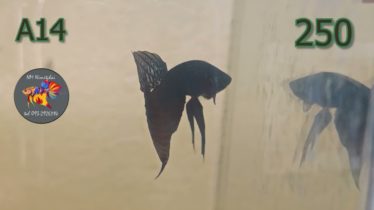 EP.25 แบ่งปันปลากัดป่าเพื่อศึกษาและพัฒนา