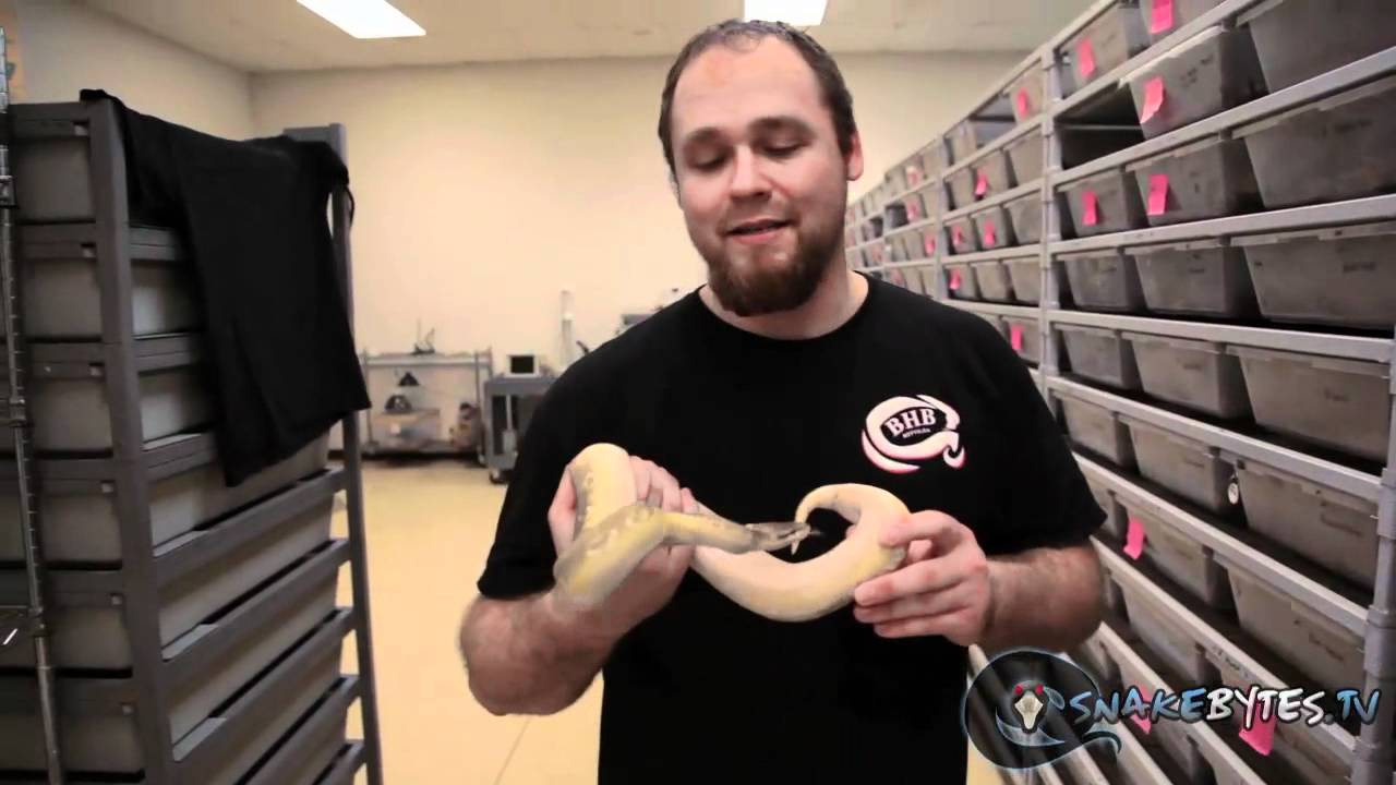 funny animals 2018 Snake Bytes TV - 3 Reasons To Like Snakes! SnakeBytesTV