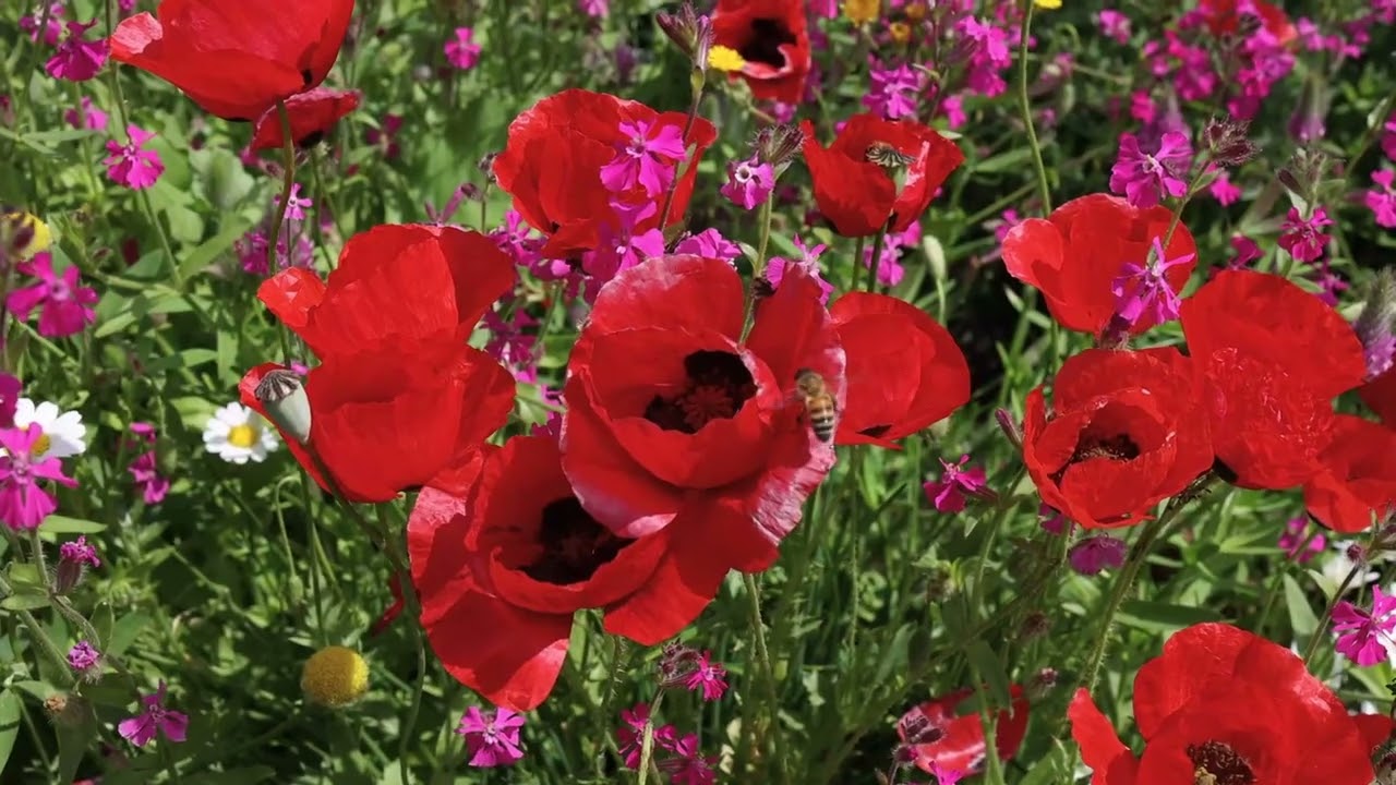 Urban Daisy - Green Roofs, Green Data - TLV pilot roof
