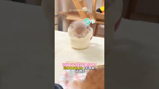 Lucu Banget Para Anabul Ini Resimi