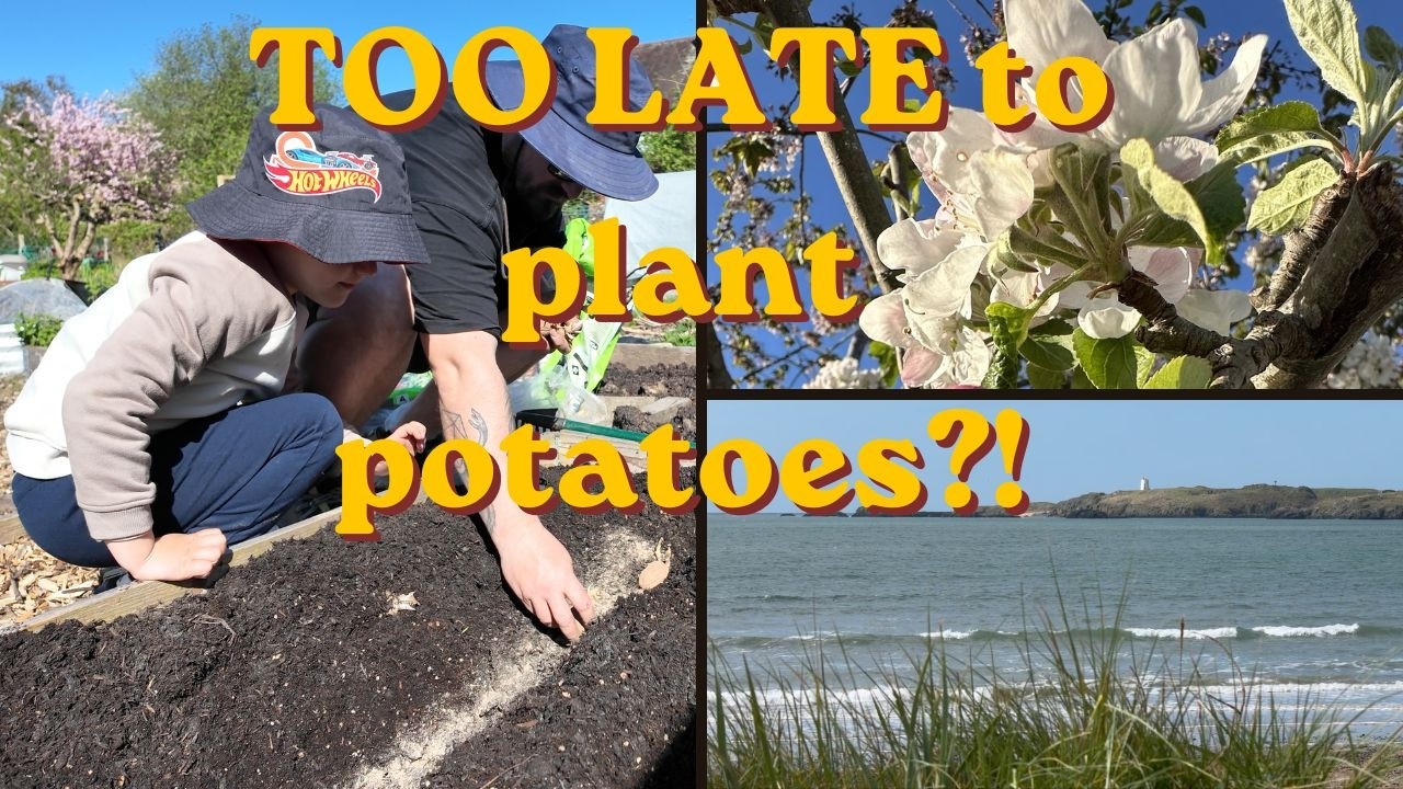 Planting Potatoes Late… Have I Left It Too Late?! | Allotment Garden ...