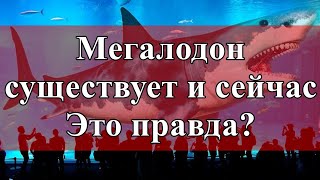 Мегалодон существует и сейчас. Это правда?