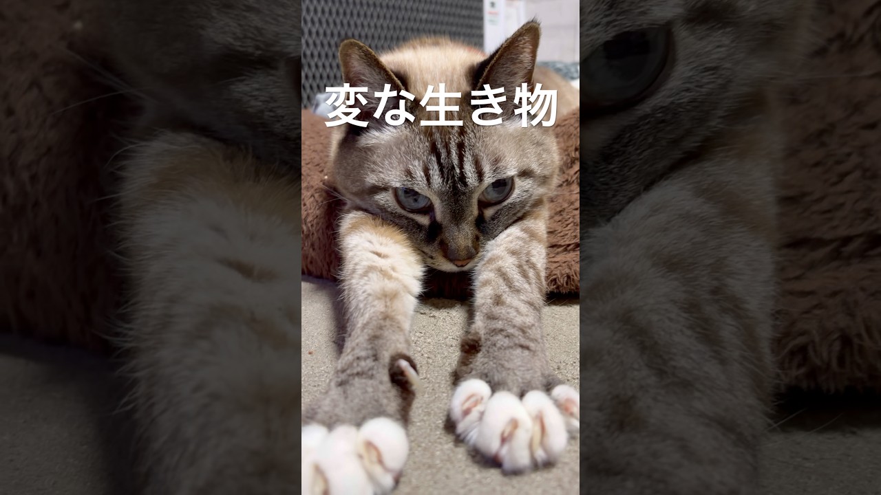 【元気です】かわいいポーズジャンくんとポンちゃん愛おしい　#猫のいる生活 #ジャンポン #ねこのいる生活
