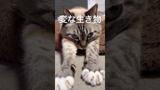 【元気です】かわいいポーズジャンくんとポンちゃん愛おしい #猫のいる生活 #ジャンポン #ねこのいる生活