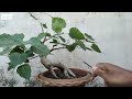 Ficus Religiosa Bonsai pinching and feeding
