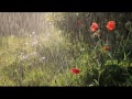 Music of the rain. Музыка дождя