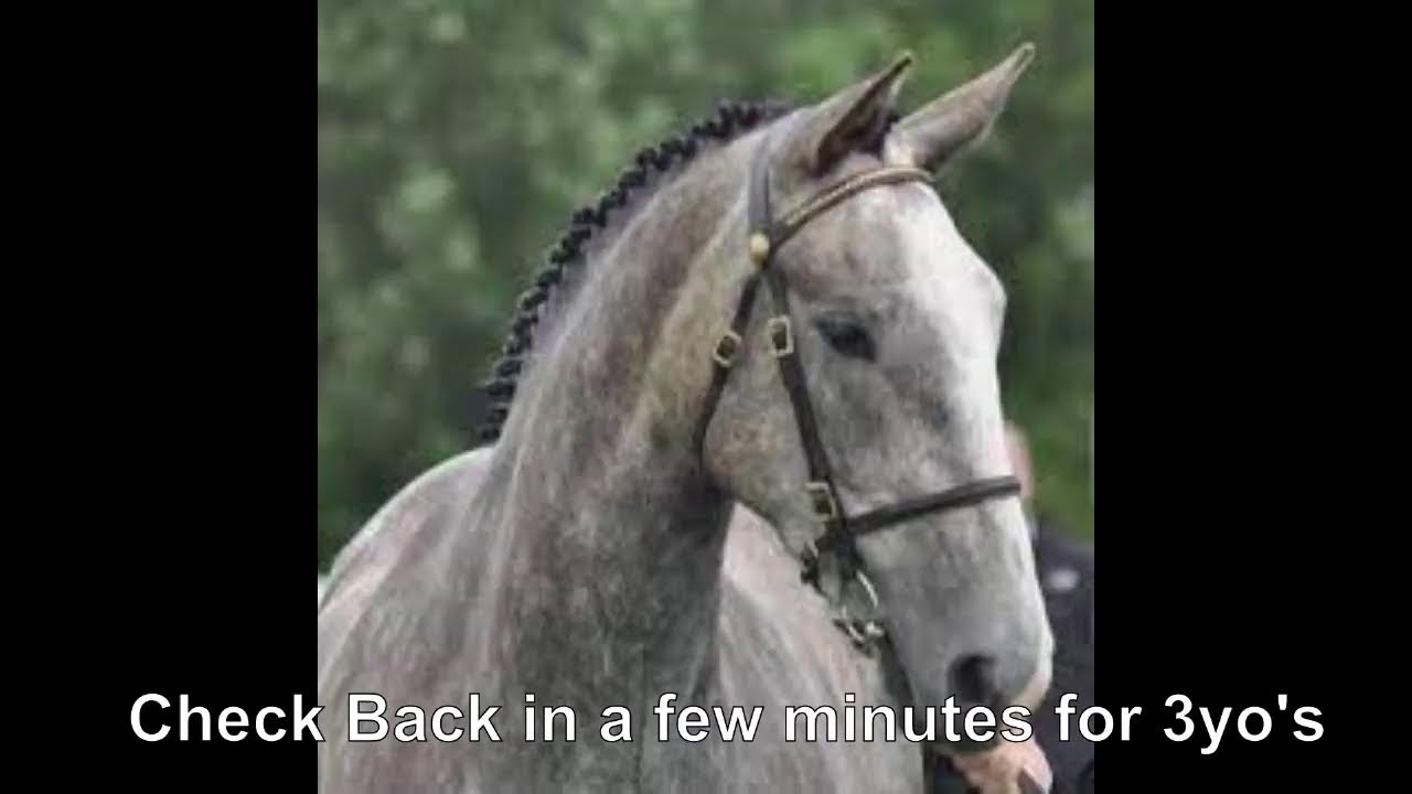 Performance Sales, Cavan Equestrian Centre YouTube