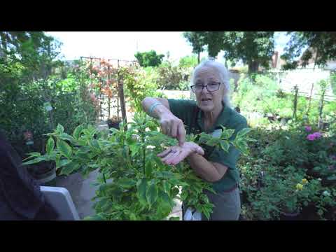 8 Pests Marigolds Help Keep Out Of Your Yard - Yahoo Shopping