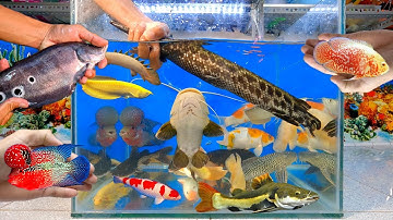 Video tổng hợp cá cảnh đẹp, động vật dễ thương, cá săn mồi, cá sấu, cá rồng, cá trê, chép koi