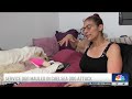 Service dog mauled by larger dog in Chelsea