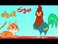 أغنية أصوات الحيوانات أغنية صوت الديك Live Stream قناة طم طم Tam Tam Tv 