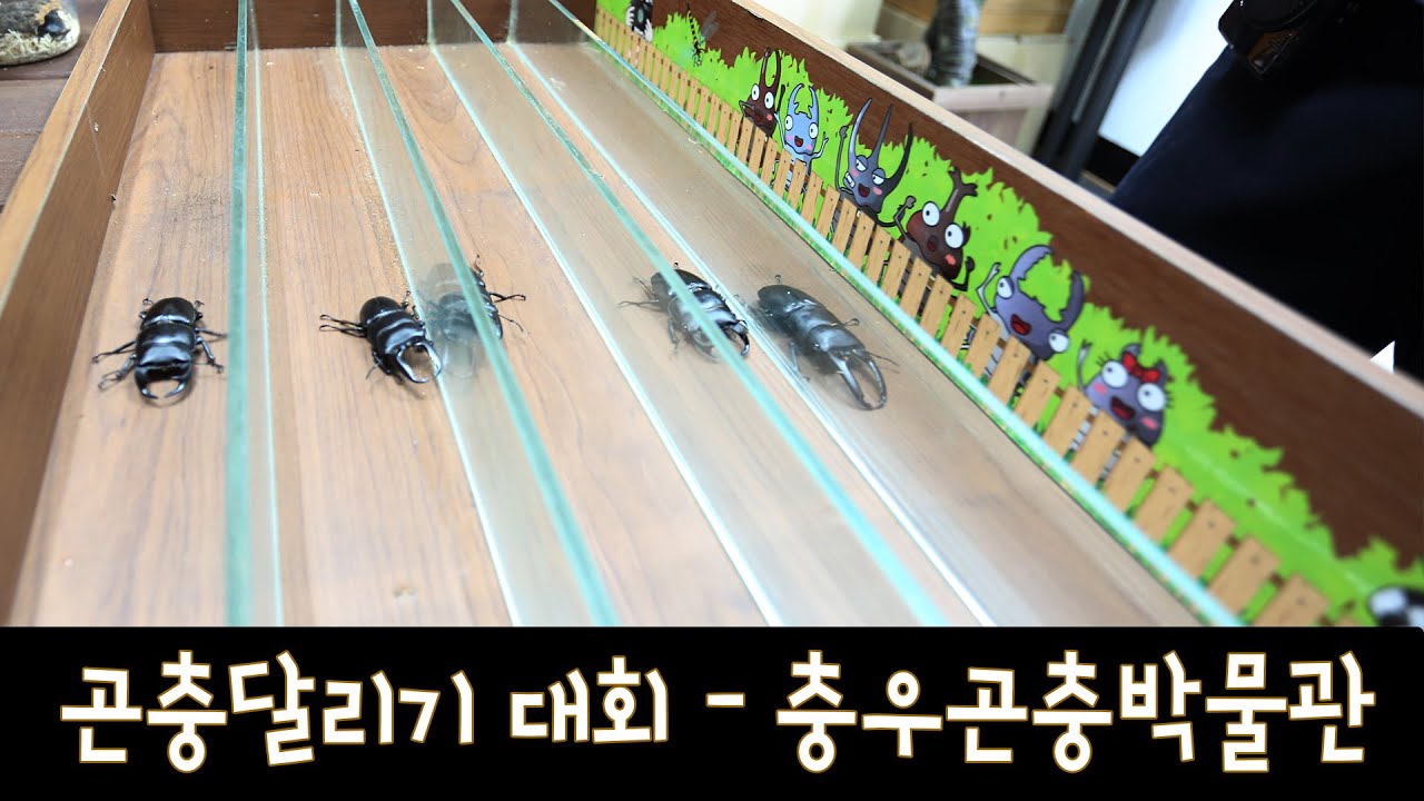 곤충달리기 대회 - 제11회 충우곤충박물관 인섹트페어 (참가곤충:왕사슴벌레,홍다리사슴벌레, 넓적사슴벌레 등) - YouTube