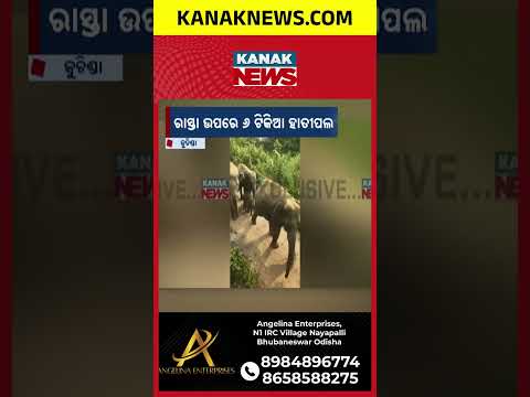ରାସ୍ତାରେ ହାତୀପଲ, 6 Elephants in Kuchinda | Herd Spotted Near College Road